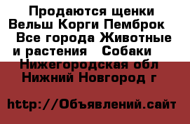 Продаются щенки Вельш Корги Пемброк  - Все города Животные и растения » Собаки   . Нижегородская обл.,Нижний Новгород г.